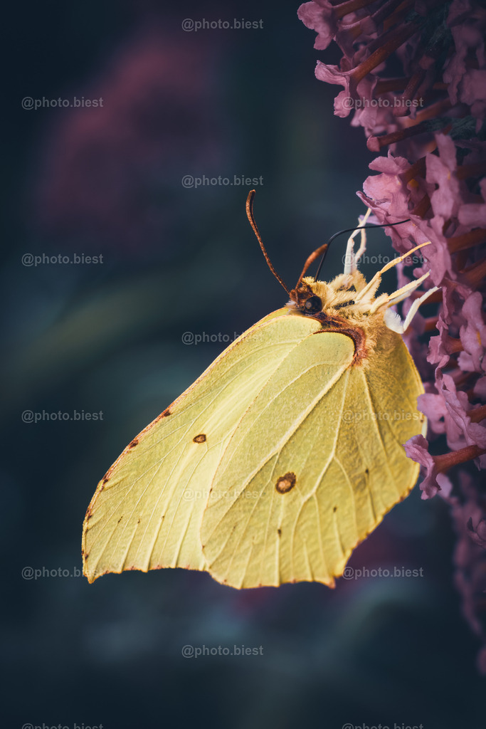 IMGC8768 | photobiest - Realisiert mit Pictrs.com