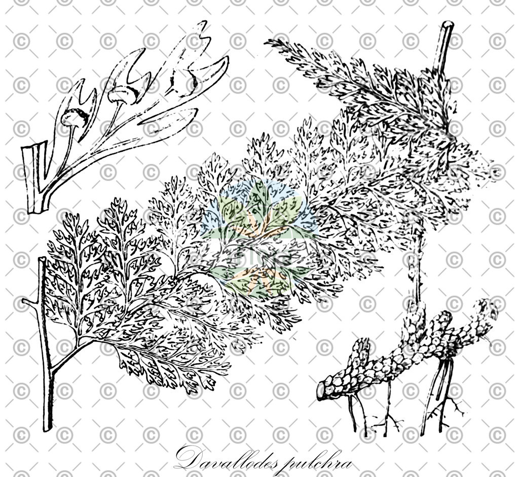 HistAbb_wfo-0000862265_1_ENZY_Simple | Historische Abbildung von Davallodes pulchra - Davalliaceae | Historical Illustration of Davallodes pulchra - Davalliaceae