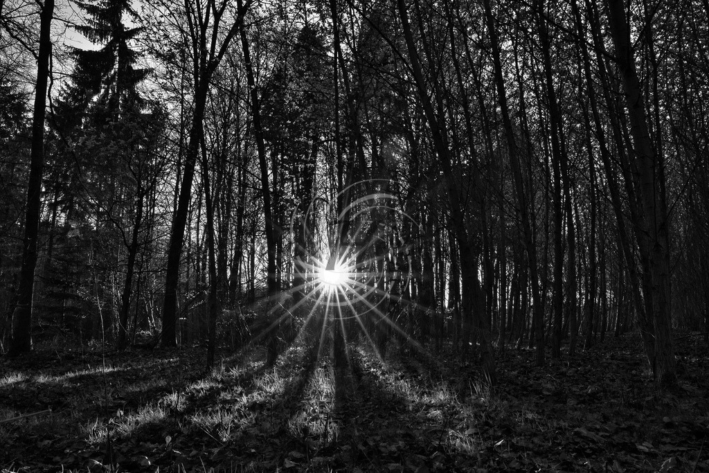 Wald | Frank Herberich Fotografie, Frank Herberich, Fotografie, Hochzeit, Portrait, St. Peter Ording, Ording, Westerhever, Nordsee, Frank Fotografie, Hardheim,  Odenwald,Walldürn, Band,Eventfotografie - Realisiert mit Pictrs.com