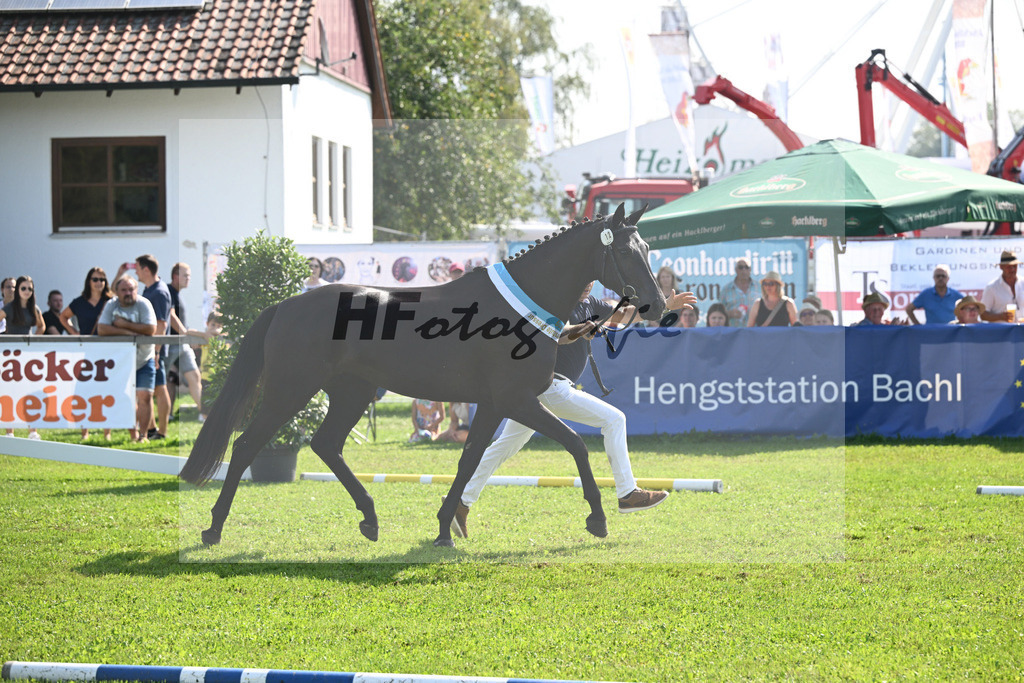 Kat-Nr. 12 Black Besinda H.S_6 | hf-fotografie - Realisiert mit Pictrs.com
