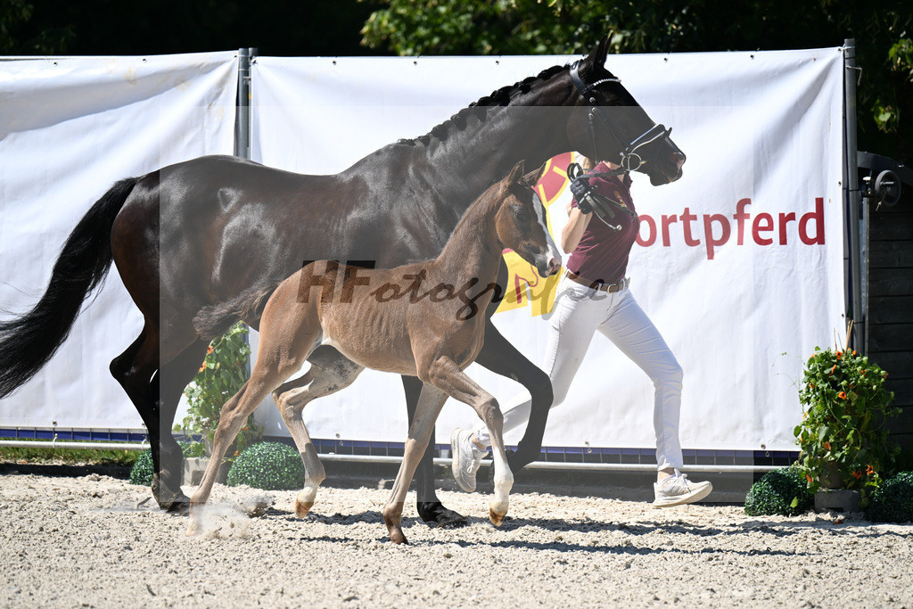 Kat-Nr. 39 Fiji x Dante Weltino_SF_Reglauer_24250271 | hf-fotografie - Realisiert mit Pictrs.com