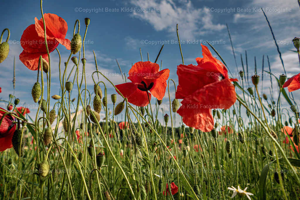P1410352 | beatekidd-fotografie - Realisiert mit Pictrs.com