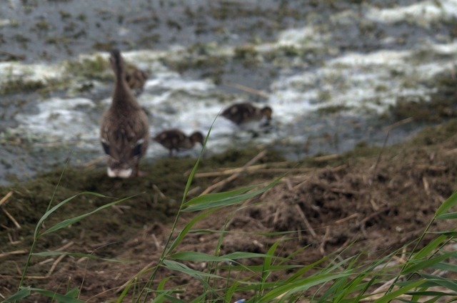 Wildgans mit Jungen | Verkauf von Fotos und  Videoclips zumThema Natur.Motive sind Pflanzen, Tiere, Landschaftenund Wetter