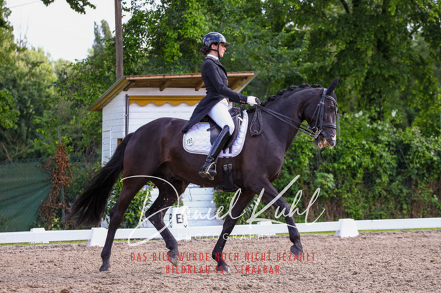 DKP41526 | Turnierfotos kaufen im Webshop von Daniel Kuhl Photography – entdecke professionelle Reitsportfotos aus Turnieren & Events. Hochwertige Turnierbilder online bestellen & sichern. Jetzt Fotos von Reitsportturnieren kaufen!