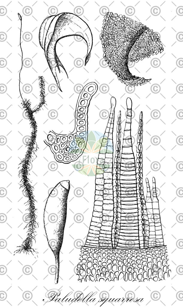 HistAbb_wfo-0001197066_1_ENZY_Simple | Historische Abbildung von Paludella squarrosa - Meesiaceae | Historical Illustration of Paludella squarrosa - Meesiaceae