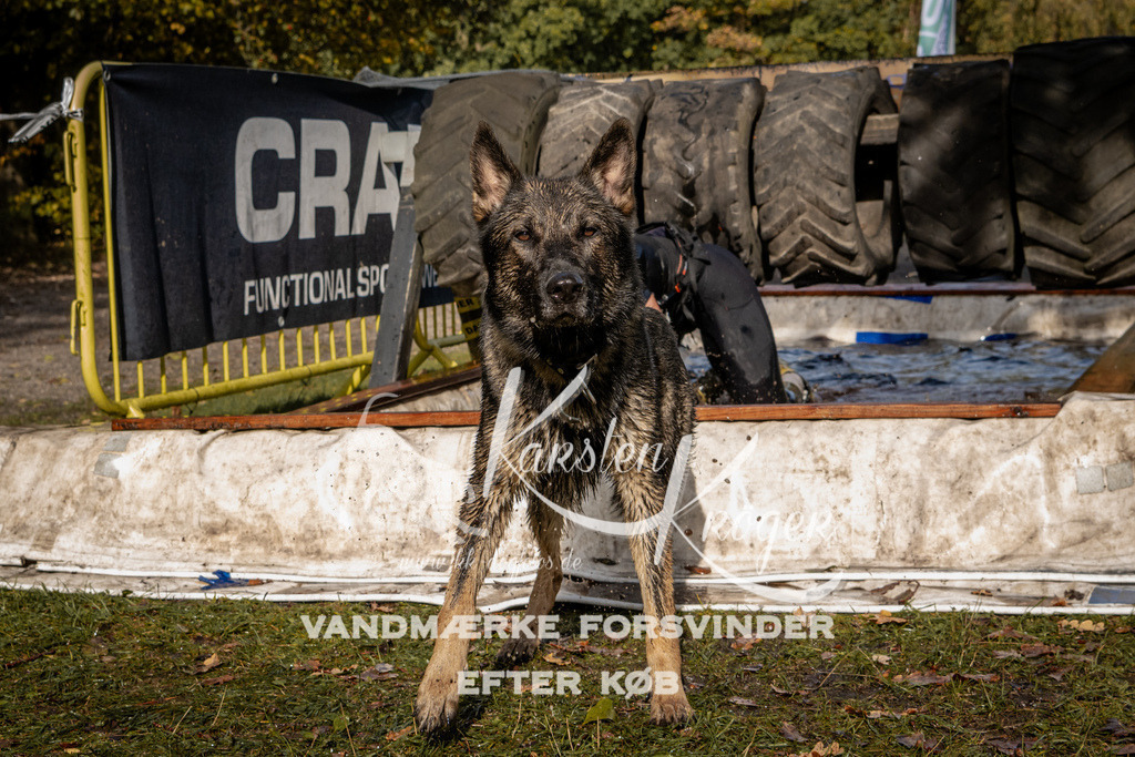 1306_ZZ91962 | kk-dogfotos