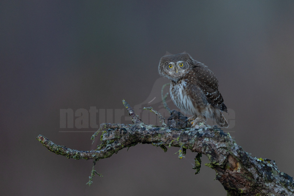R5M21429_20260310 | Ein Sperlingskauz (Glaucidium passerinum) sitzt auf einem dicken, mit Moos bewachsenen Ast. Der Kauz hat ein braun-weiß gesprenkeltes Gefieder und auffallend leuchtend gelbe Augen, die direkt in die Kamera blicken. Der Hintergrund ist unscharf und dunkelgrau, wodurch der Vogel im Vordergrund betont wird. Es ist keine Interaktion zu erkennen. - Realisiert mit Pictrs.com