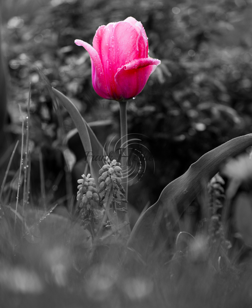 _X0A1099beasw | Frank Herberich Fotografie, Frank Herberich, Fotografie, Hochzeit, Portrait, St. Peter Ording, Ording, Westerhever, Nordsee, Frank Fotografie, Hardheim,  Odenwald,Walldürn, Band,Eventfotografie - Realisiert mit Pictrs.com