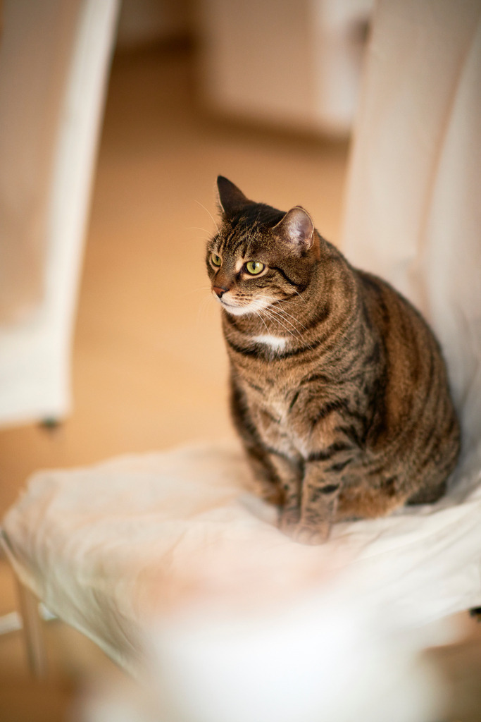 Cafe Neko | Wien, Austria - October 05, 2017: Cafe Neko-Katzencafe, sitzende Katze auf dem Stuhl. - Realisiert mit Pictrs.com