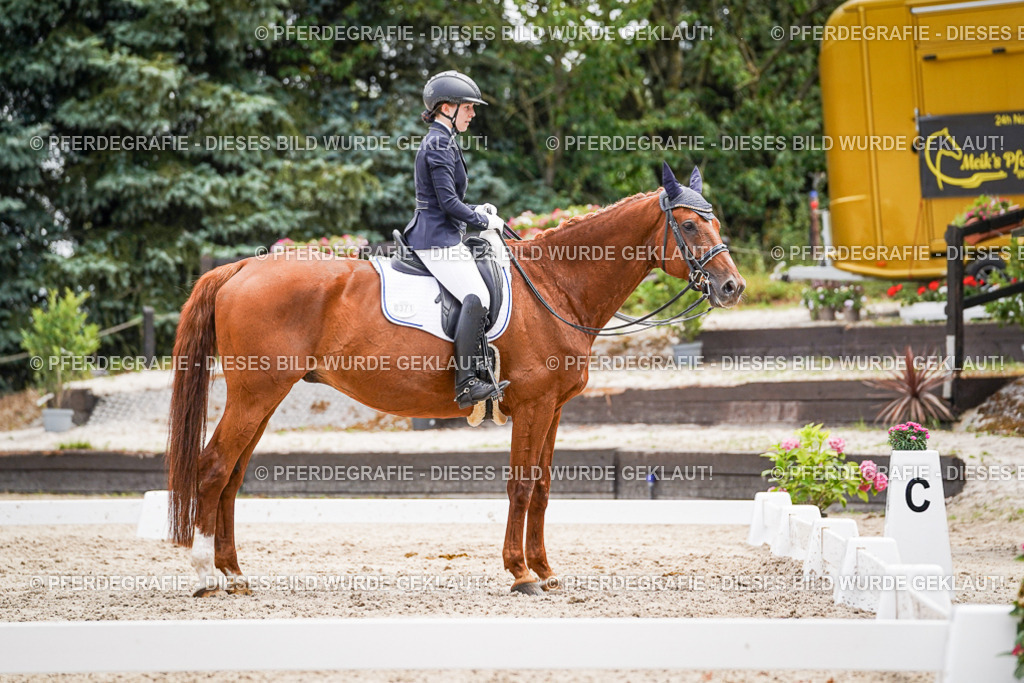 DSC03176 | Pferdegrafie