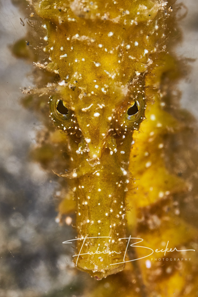 Auge in Auge | Einzigartige Wandbilder von faszinierenden Unterwasserwelten. Exklusive Kunst für Empfangsbereiche, Wohnraum oder Wartezimmer. - Realisiert mit Pictrs.com