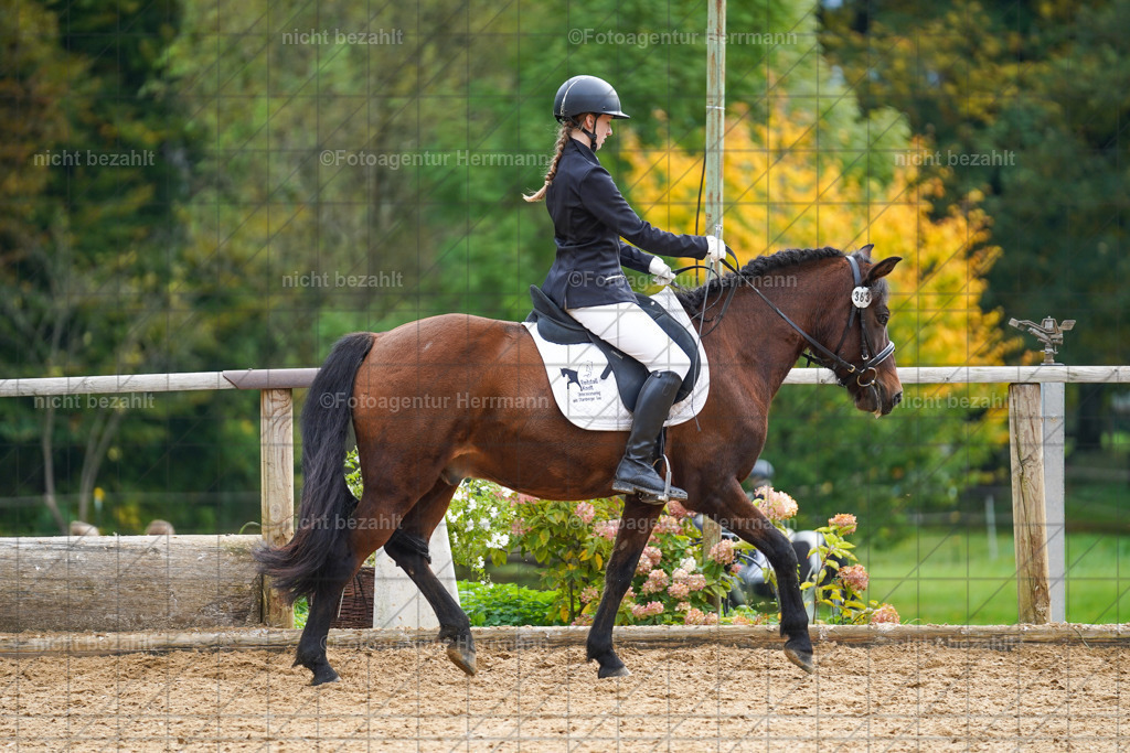 20221008-FAH01223 | Diessen am Ammersee, 2022, Dressur- und Springturnier, Reitsportbilder, Turnierfotografen Bayern, Pferdefotografen, Fotoagentur Herrmann, Turnierbilder