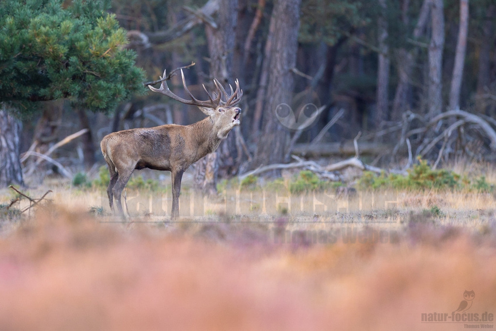 R5NF0807-20230923 | Der Rothirsch ist eine Art der Echten Hirsche. In der Jägersprache spricht man vom Rotwild. Wie bei den meisten anderen Vertretern der Hirsche bildet nur das männliche Tier jährlich ein Geweih aus.  - Realisiert mit Pictrs.com