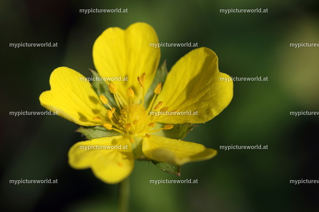 Sand-Fingerkraut-001 | Das Bilderarchiv über Tiere, Planzen und Landschaften. In der Bilddatenbank finden Sie ein große Auswahl an hochwertigen Bilder für Ihre Werbung - Realized with Pictrs.com