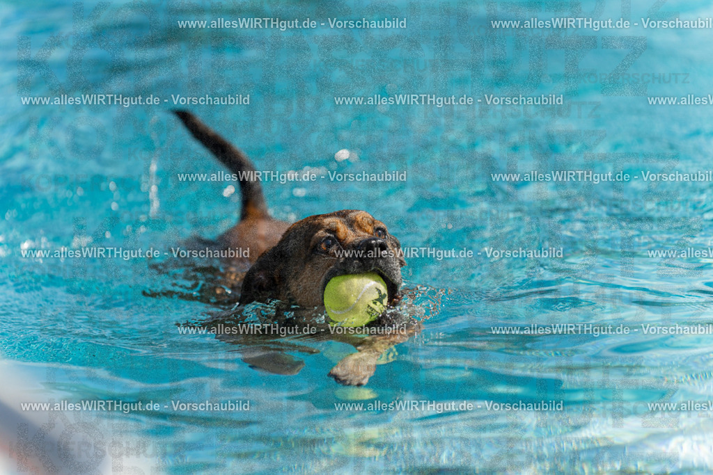 Hundeschwimmen_Volksbad_2026-allesWIRTHgut_Tierfotografie-2609061123-103351-7R509608 | Professionelle Tierfotografie in Mönchengladbach von Daniel Wirth (allesWIRTHgut). Liebevolle & natürliche Bilder von Hunden & Katzen für unvergessliche Erinnerungen.