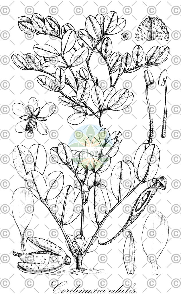 HistAbb_wfo-0000620951_1_ENZY_Simple | Historische Abbildung von Cordeauxia edulis - Fabaceae | Historical Illustration of Cordeauxia edulis - Fabaceae