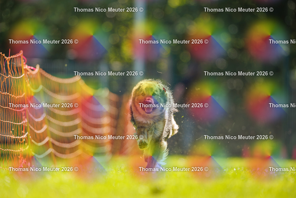 Thomas_Nico_Meuter(C)_06. September 2026_223A0303 | Bild von Thomas Nico Meuter - Realisiert mit Pictrs.com