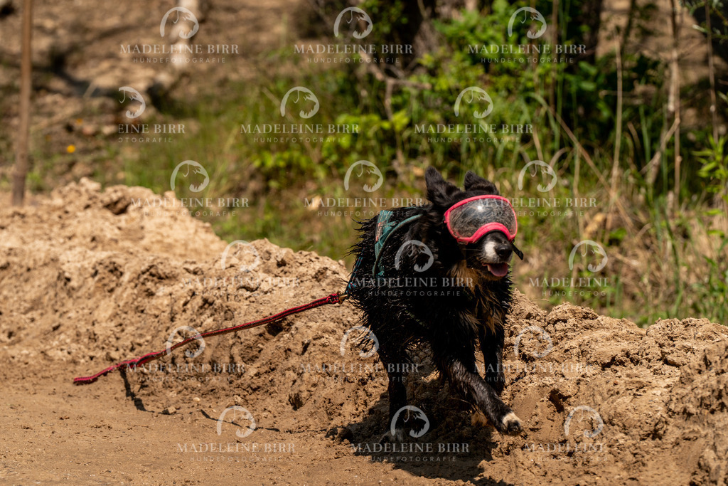 madeleinebirr.fotografie.2026.CC-hoope.samstag.14-26-23.99 | hundefotografie-birr