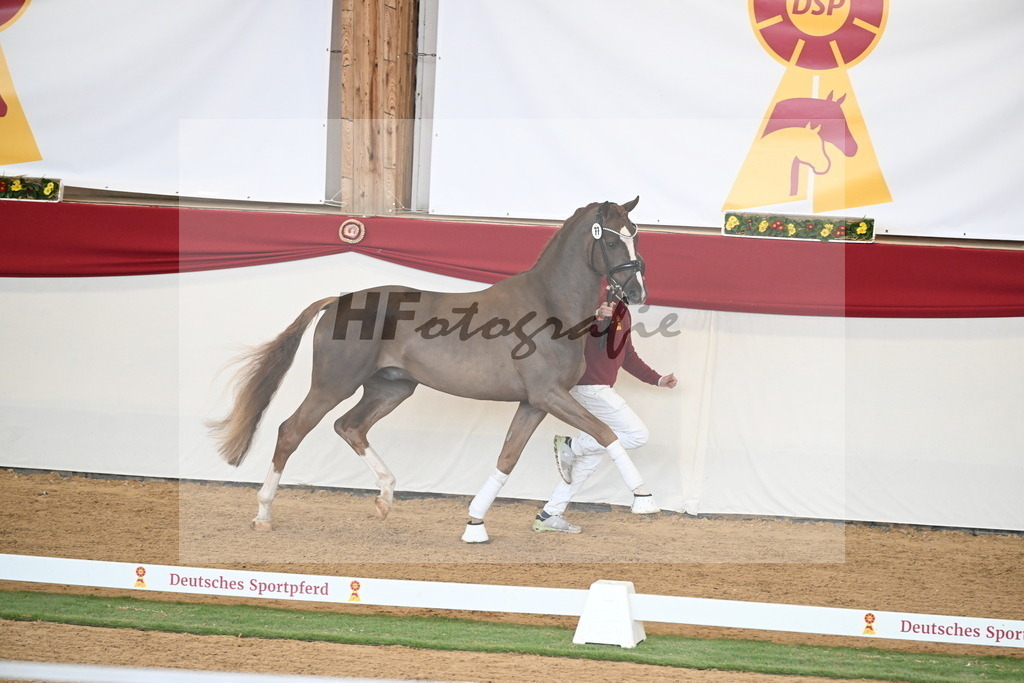 Kat.-Nr. 77 v. Sir Donnerhall I_Schafhof_2250720 | hf-fotografie - Realizzato con Pictrs.com