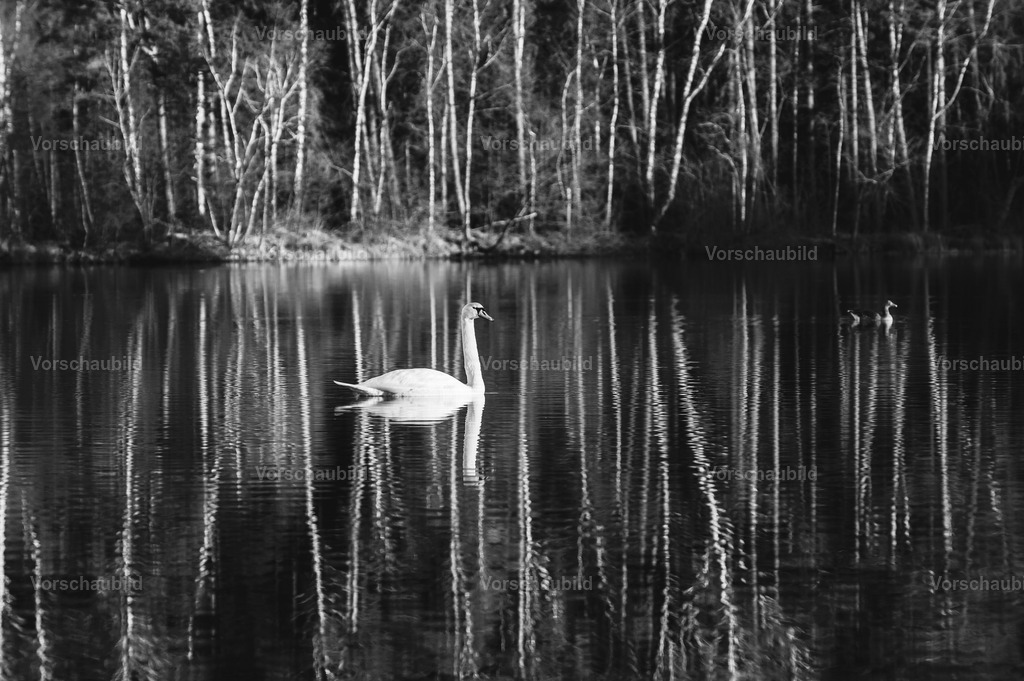 Fotoatelier Christian Hofmeister | Stadtlandschaften, sowie Makro-, Landschafts-, Natur- und Schwarzweißfotos aus der Region Celle &amp; Umgebung