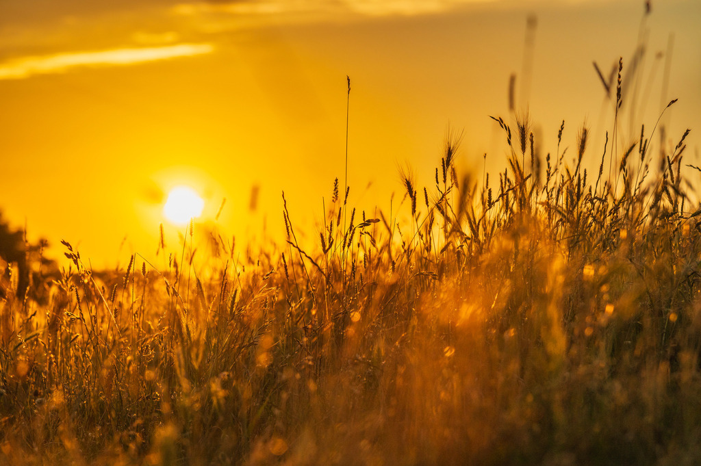 2024_07_08_HETLINGER SCHANZE_MCP1132 | Hochwertig gedruckte Fotografien für die Wand, als Kalender und zum Verschenken. Hamburg & Norddeutschland und überall wo ich mit der Kamera unterwegs war.