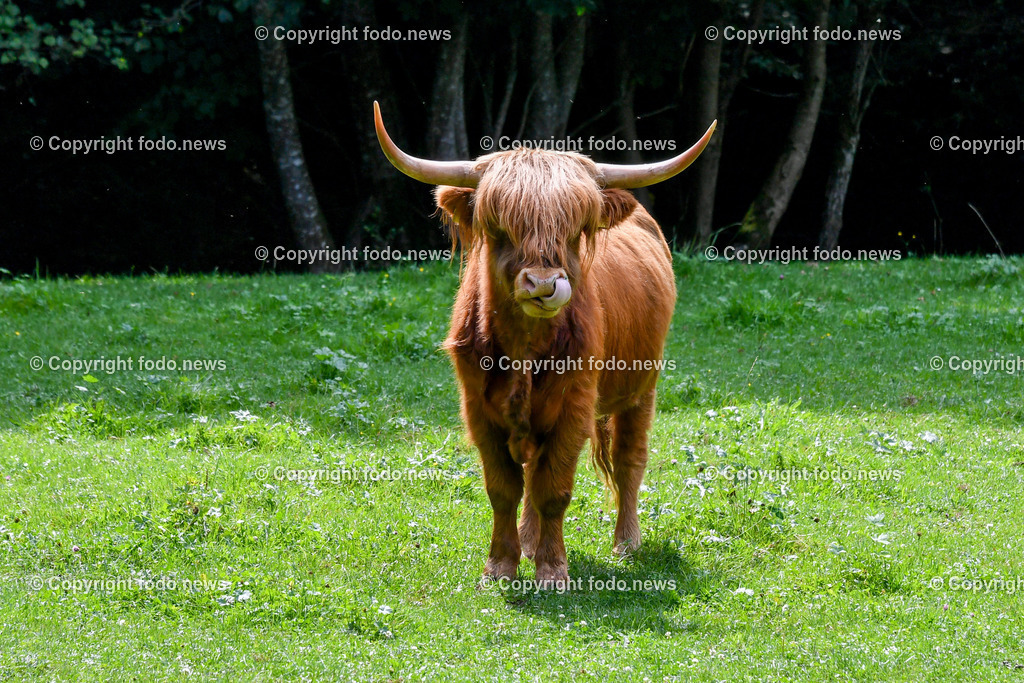 Deutschland_ Baden-Wuerttemberg_ Uhingen_ 27.08.2025-1 | 27.08.2025, Deutschland, GER, Baden-Wuerttemberg, Uhingen im Bild Themenbild, Hochlandrinder, Weidehaltung, robuste Rinderrasse, Naturlandschaft, tiergerechte Haltung, Weidetiere, Landwirtschaft, Weide, Wiese, grasen, nachhaltige Tierzucht, Horntraeger, Biolandwirtschaft, regionale Fleischproduktion, extensiv gehalten, Naturpflege, Landschaftsschutz, tierische Idylle, grasende Rinder, artgerechte Haltung, Stier, Kuh, Kalb, Nassach, Feature, Symbolbild