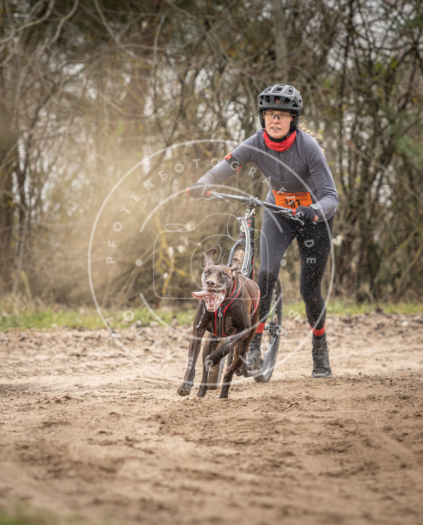 Pfotenfotografie_DV3A0058 | Hundefotografie, Tierfotograf, Pfotenfotografie, Fotoshooting Hund, Hunde Portrait, Hundesport, Hundeportraits, Heideshooting, Hunde, Sportfotograf, Hundefotograf, Turnierhundsport, THS,  - Realisiert mit Pictrs.com