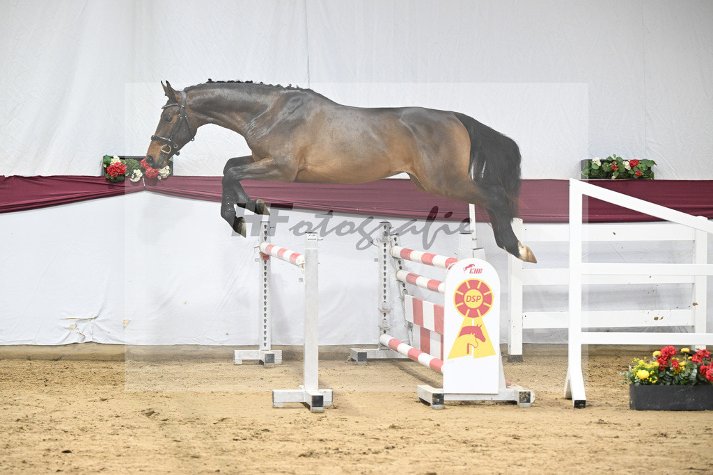 Kat-Nr. 101 Taloubet Z x Viva Vulkano_Ilona Pfisterer_47253267 | hf-fotografie - Realisiert mit Pictrs.com