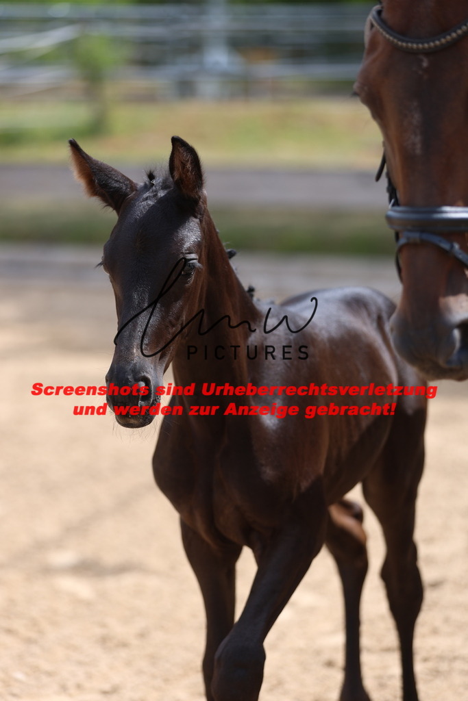 Fohlenschau_Schwäbisch_Hall_dressurbetonte_Fohlen_KN 52_15 | lmwpictures - Realisiert mit Pictrs.com