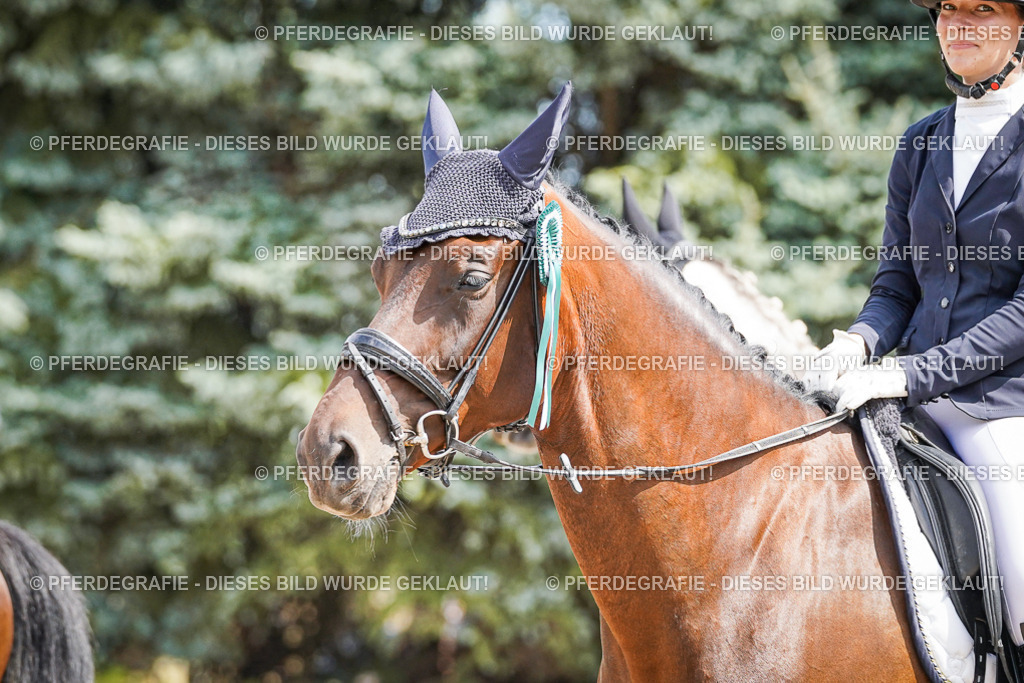 DSC02282 | Pferdegrafie