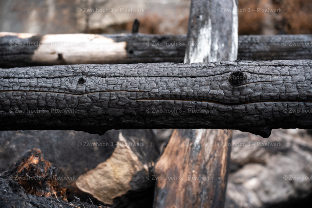 Obere_Affensteinpromenade_Baumstamm_Waldbrand_Struktur | 2022-09-02_Waldbrandgebiete_2 - Realisiert mit Pictrs.com