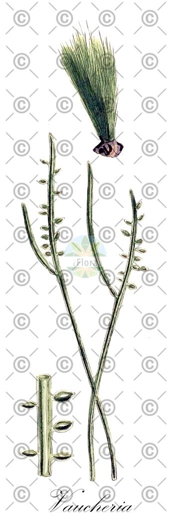 HistAbb_7Q67H_6_ENZY_Simple | Historische Abbildung von Vaucheria - Vaucheriaceae (0) | Historical Illustration of Vaucheria - Vaucheriaceae (0)