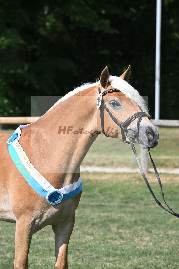 Kat-Nr. 34 Heikena-Gold_Karrer_20231885 | hf-fotografie - Realisiert mit Pictrs.com