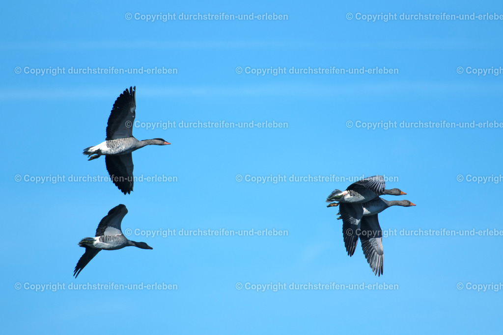 Four graylags in perferct formation | Four graylags are flying in perfect formation over the lakes of the bird sanctuary Rieselfelder in MÜnster, Germany. - Realisiert mit Pictrs.com