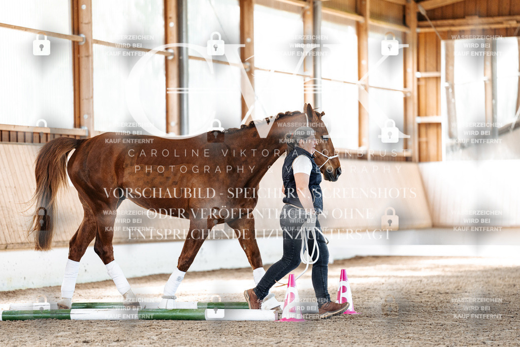 CK906146 | Turnierfotografie Pferdefotografie Trier Rheinland-Pfalz Pferdesport Reitsport Tierfotografie Sportfotografie Pferdevideo Pferdevideografie Equestrianvideography equestrianphotography  - Realisiert mit Pictrs.com