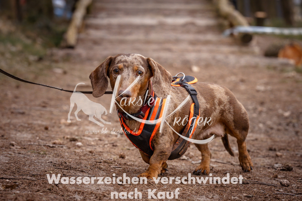 1615_ZZ93386 | kk-dogfotos
