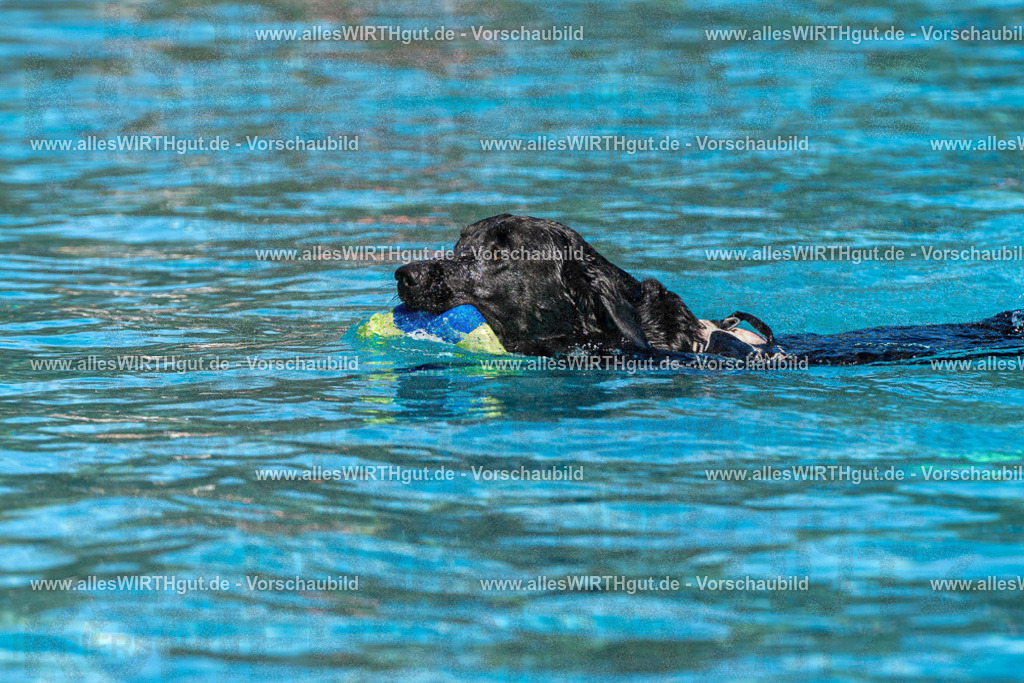 Hundeschwimmen_Volksbad_2026-allesWIRTHgut_Tierfotografie-2609061429-FAY06960 | Professionelle Tierfotografie in Mönchengladbach von Daniel Wirth (allesWIRTHgut). Liebevolle & natürliche Bilder von Hunden & Katzen für unvergessliche Erinnerungen.