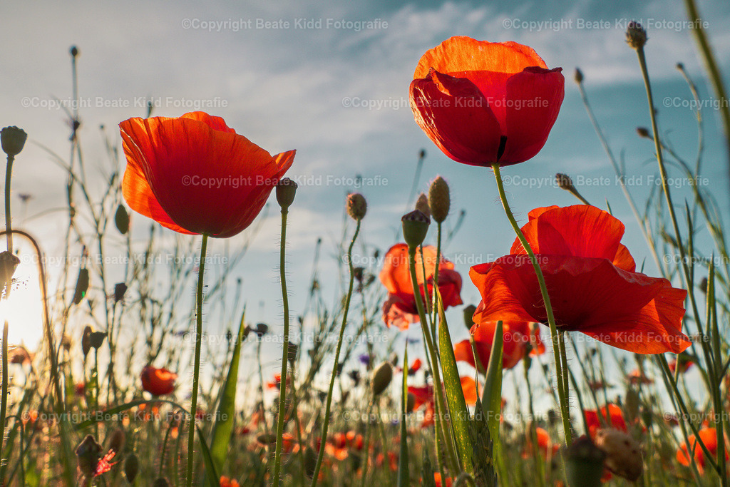 P1750762 | beatekidd-fotografie - Realisiert mit Pictrs.com