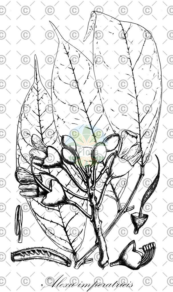 HistAbb_wfo-0000178758_1_ENZY_Simple | Historische Abbildung von Alexa imperatricis - Fabaceae | Historical Illustration of Alexa imperatricis - Fabaceae