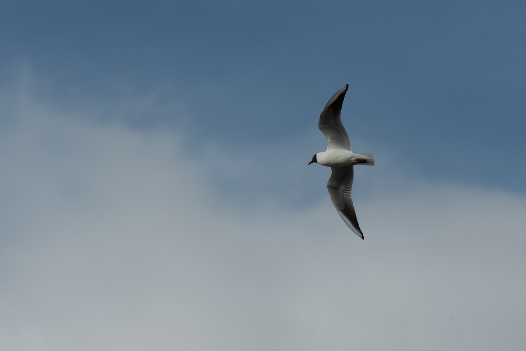 2023_03_14 A7400036 | bridgeman - Realisiert mit Pictrs.com