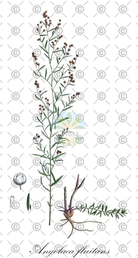 HistAbb_wfo-0000536542_485_ENZY_Simple | Historische Abbildung von Angolaea fluitans - Podostemaceae | Historical Illustration of Angolaea fluitans - Podostemaceae