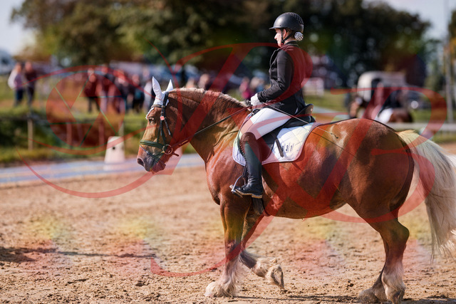 2026_10_03_Siefer-Hof_130215_Z81_55737714 | Professionelle Reitsport-, Turnier- und Eventfotografie von Robert Broda. Galerien mit ausgewählten und bearbeiteten Bildern direkt online ansehen und bestellen.
