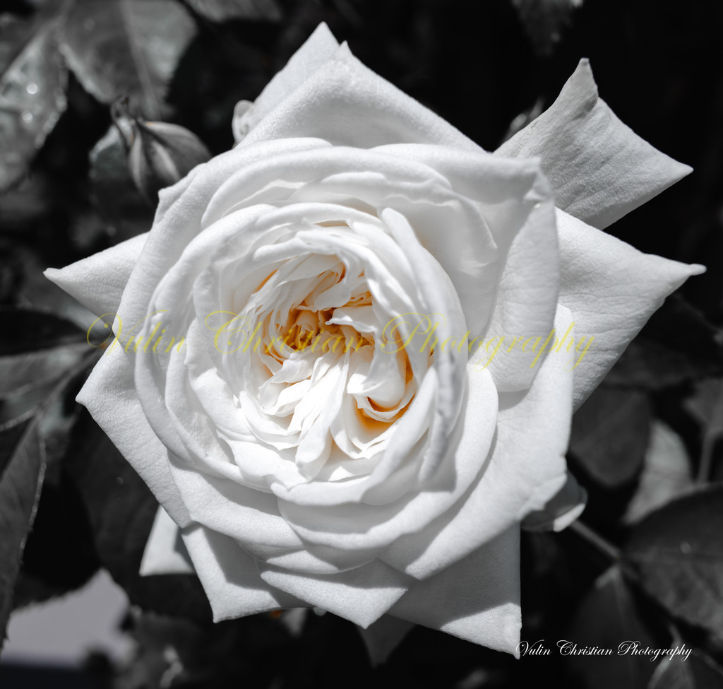 DR 6 | Christian Vulin  - Realisiert mit Pictrs.com