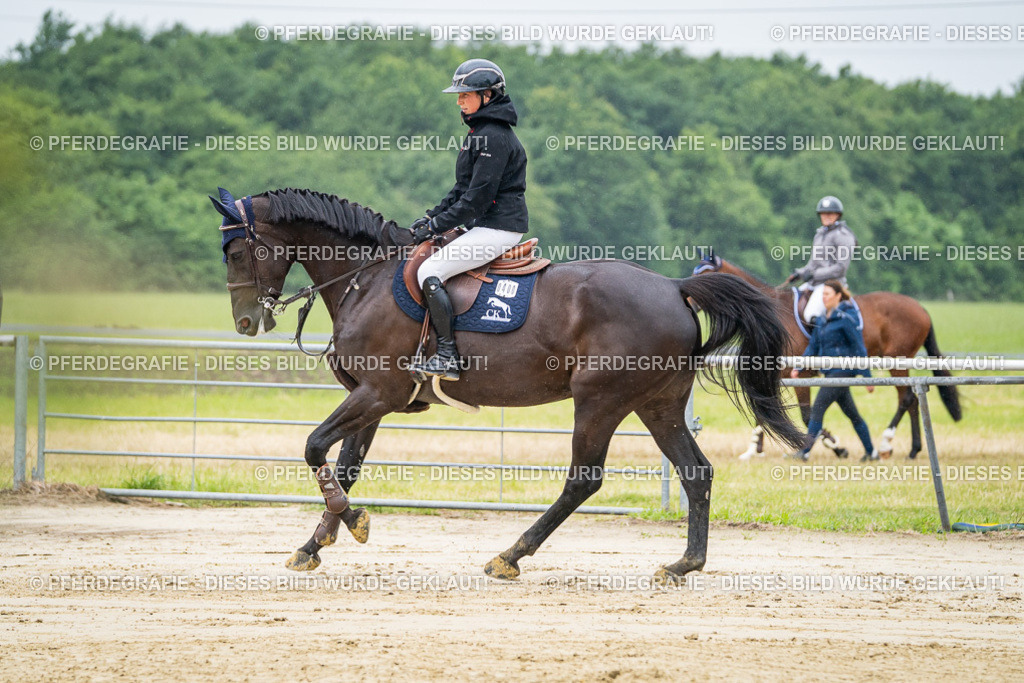 DSC01366 | Pferdegrafie