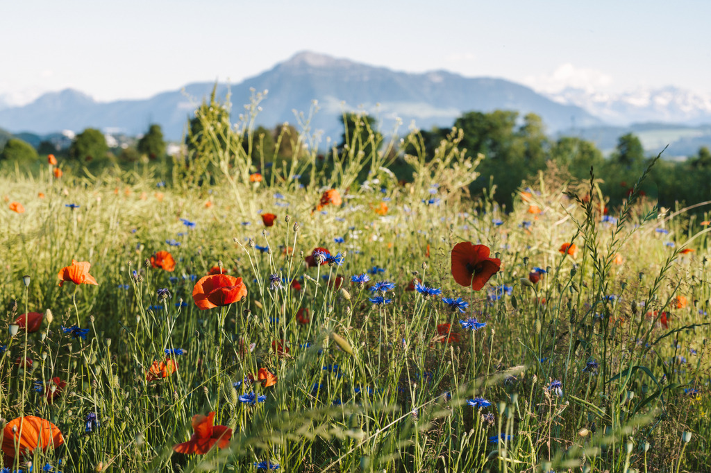 Sommerblumen Feld | Chamau - Realisiert mit Pictrs.com