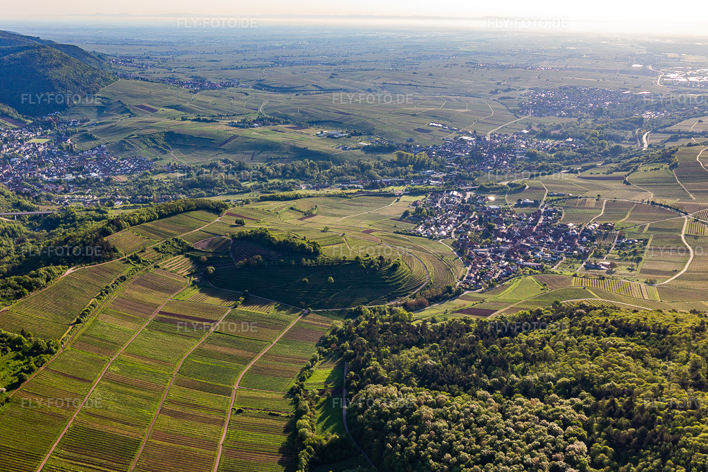 Luftbild: Kastanienbusch in Birkweiler im Bundesland Rheinland-Pfalz in Deutschland. Foto: IMG_131240.jpg vom 07.05.2022 durch Werner Riehm/FLY-FOTO.deWeinort Birkweiler