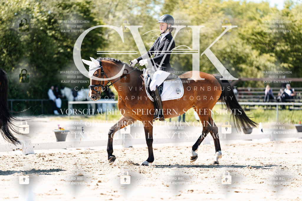 CK905868 | Turnierfotografie Pferdefotografie Trier Rheinland-Pfalz Pferdesport Reitsport Tierfotografie Sportfotografie Pferdevideo Pferdevideografie Equestrianvideography equestrianphotography  - Realisiert mit Pictrs.com