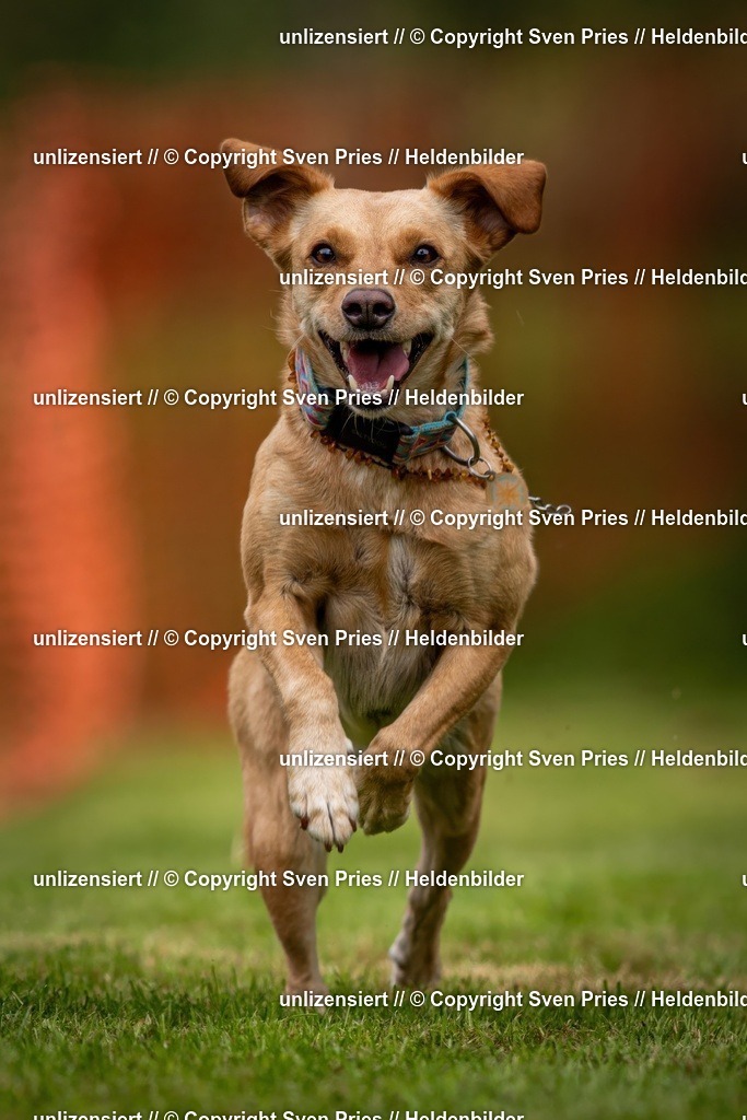 Sven Pries | 2024-09-22 - Hunderennen Baden-BadenPudelverein - Realisiert mit Pictrs.com