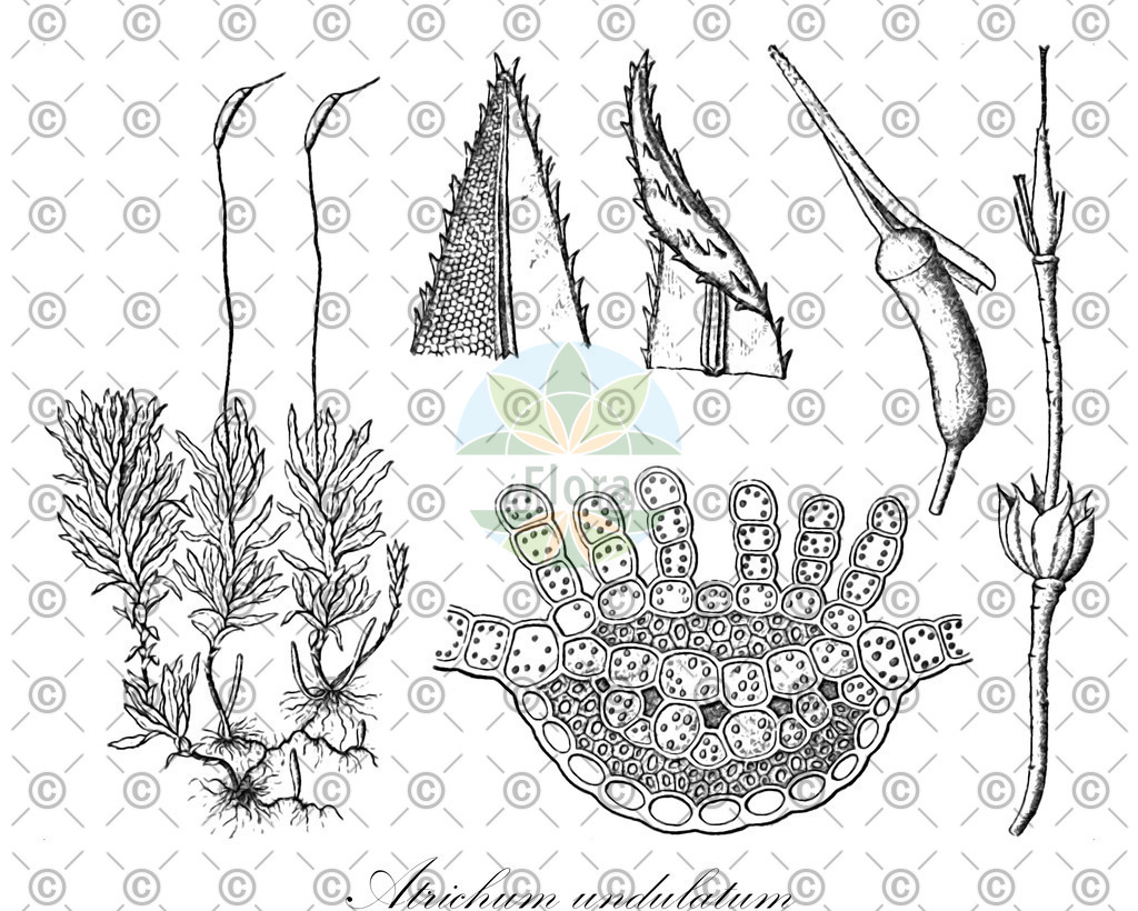 HistAbb_wfo-0001192448_1_ENZY_Simple | Historische Abbildung von Atrichum undulatum - Polytrichaceae | Historical Illustration of Atrichum undulatum - Polytrichaceae