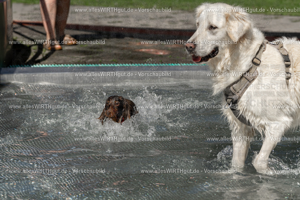Hundeschwimmen_Volksbad_2026-allesWIRTHgut_Tierfotografie-2609061339-FAY06808 | Professionelle Tierfotografie in Mönchengladbach von Daniel Wirth (allesWIRTHgut). Liebevolle & natürliche Bilder von Hunden & Katzen für unvergessliche Erinnerungen.